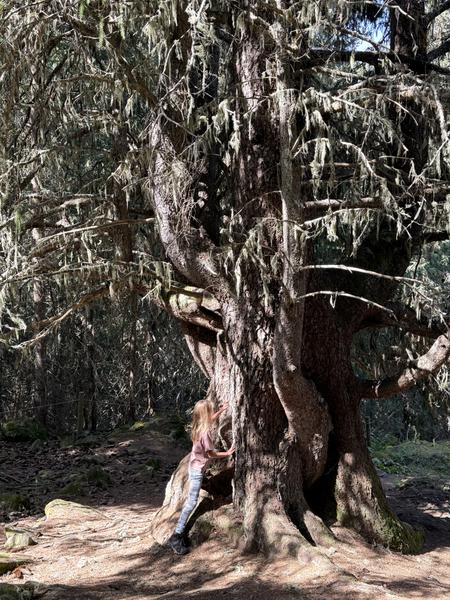 A child with long hair and a pink shirt is seen interacting with the massive, gnarled trunk of an old tree, covered in hanging lichen
